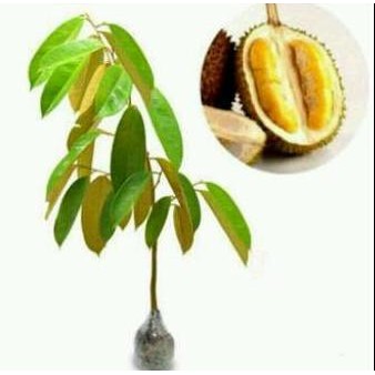 

Terlaris Bibit Durian D24 Super