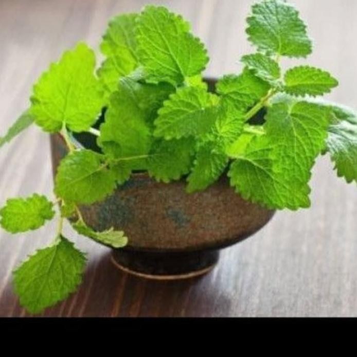 

Terlaris Paket 5 Bibit Tanaman Daun Mint_Bibit Mint Mentol Wangi Perpto 3899Ut