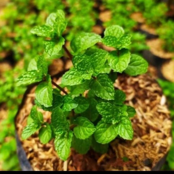 

Terlaris Tanaman Gantung Daun Mint Bibit Daun Mint