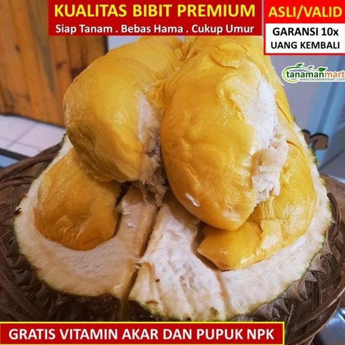 

Terlaris Bibit Tanaman Buah Durian Duri Hitam Unggul, Murah, Bergaransi
