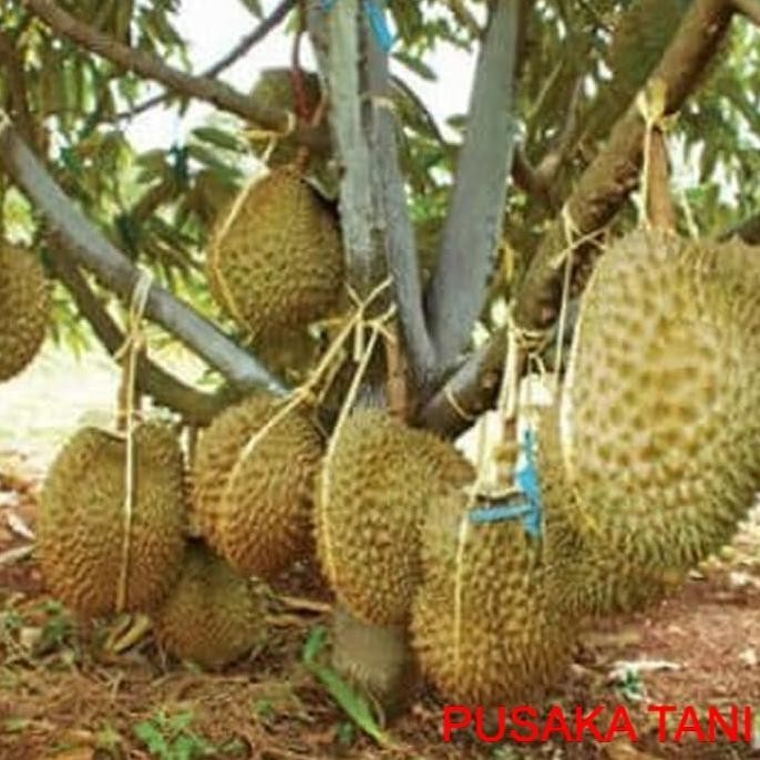 

Terlaris Paket Hemat 3 Bibit Durian Bawor,Musang King,Merah Pusaka Tani Kediri