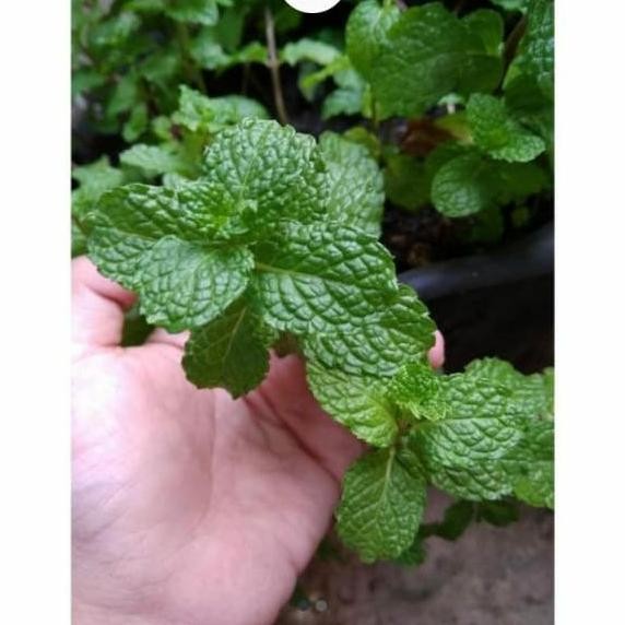 

Terlaris Bibit Daun Mint Murah-Bibit Tanaman Herbal Murah