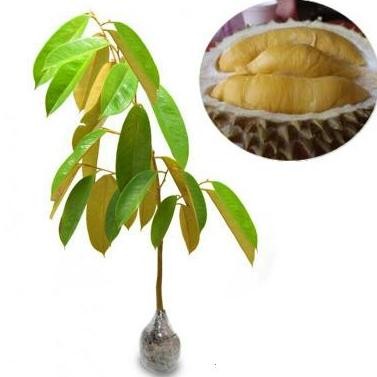 

Terlaris Bibit Durian Kaki Bambu