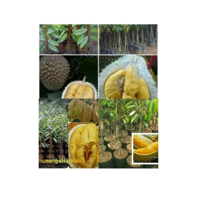 

Terlaris Paket 3 Bibit Durian Kaki3