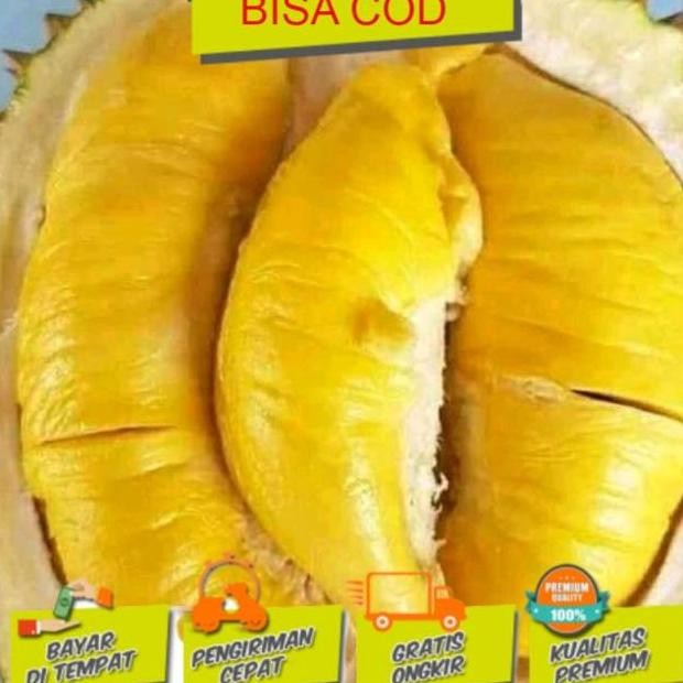 

Terlaris Bibit Tanaman Buah Bibit Durian Musangking Kaki 1
