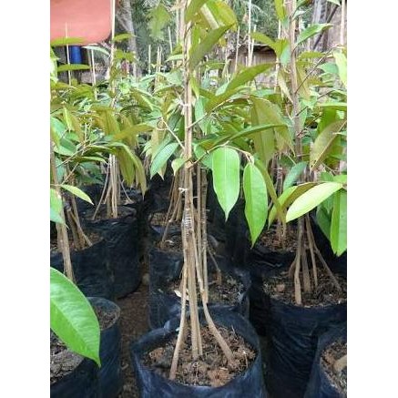 

Terlaris Bibit Tanaman Buah Durian Simas Kaki 3 Super