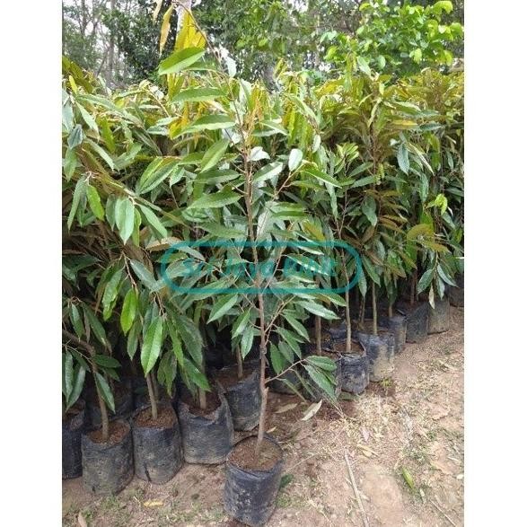 

Terlaris Terupdate Bibit Durian Musangking Asli 1 Meter