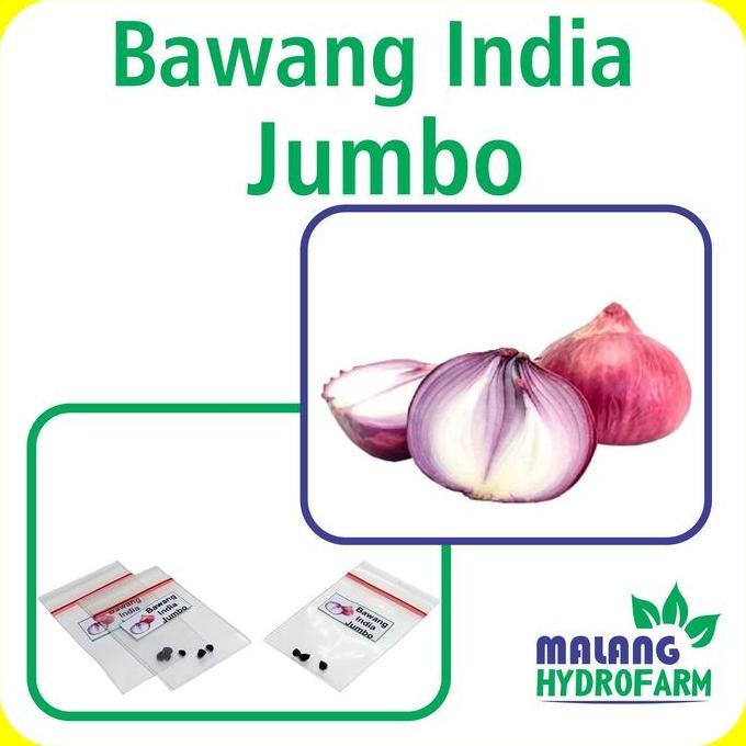 

Terlaris Benih Bawang India Jumbo Unggulan Berkualitas Biji Bibit Repack Bawang Merah Burgundy Hydroponik Hidroponik Sayur Sayuran Tanaman Pot