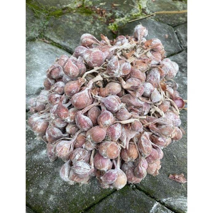 

Terlaris 4Ds! Ready Bibit Bawang Merah Tajuk Siap Tanam Harga Per Kg