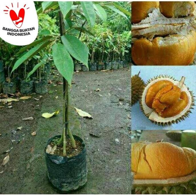 

Terlaris Bibit Durian Duri Hitam Kaki 3 - Durian Ochee