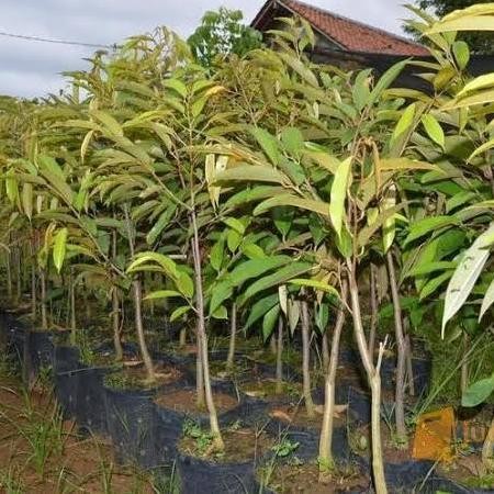

Terlaris Bibit Okulasi Durian Duri Hitam Tinggi 1 Meter