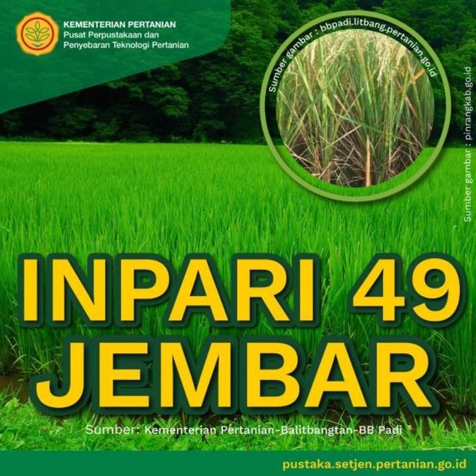 || BANANA / benih padi unggul terbaru INPARI 49 JEMBAR label ungu 5 kg ||~~~