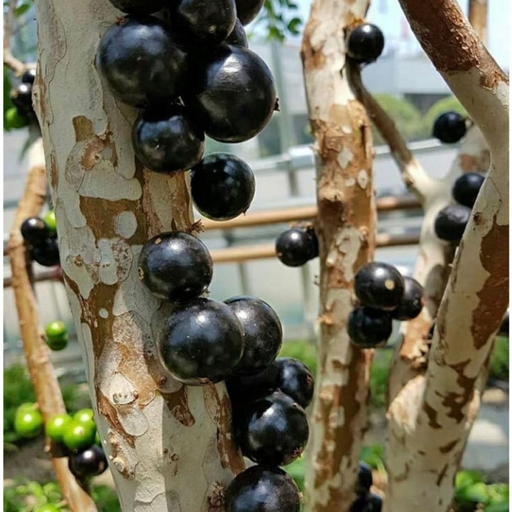 Bibit Anggur Brazil (1 METER UP RIMBUN BERCABANG)