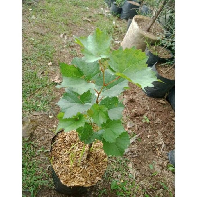 

HARGA PROMO Bibit tanaman buah anggur import moondrop TERMURAH FRESS