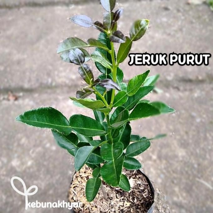

Bibit Jeruk Purut Tanaman Buah Jeruk Purut Pohon Jeruk Purut FRESS