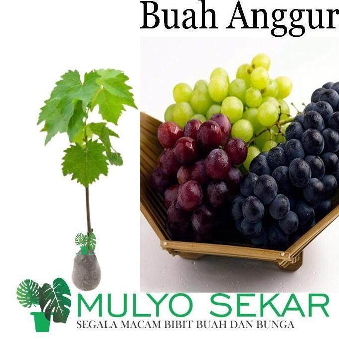 

Bibit Tanaman Buah Anggur (Merah/Hitam/Hijau) Daun Bunga FRESS