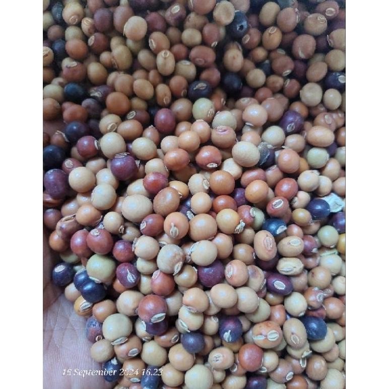 BENIH KECIPIR / CIPIR / BONTOR/ SAYURAN KECIPIR/ BENIH UNGGUL