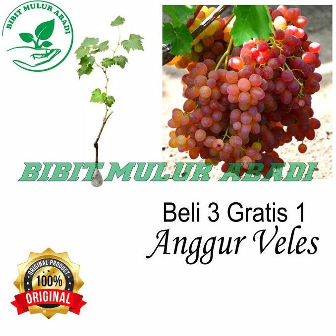 

Bibit Tanaman Buah Anggur Import veles FRESS