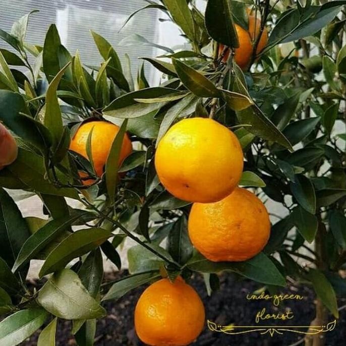 

Bibit tanaman buah jeruk santang madu siap berbuah FRESS
