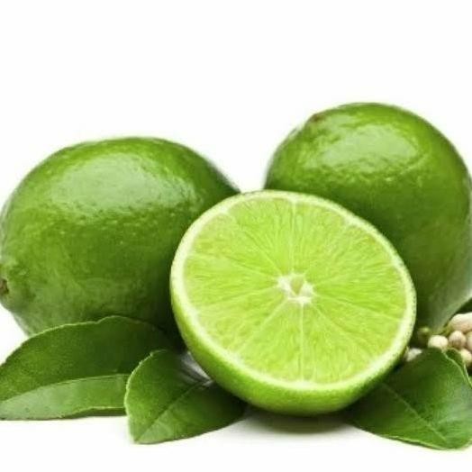 

Bibit Tanaman Buah Jeruk Nipis Okulasi-Bibit Jeruk FRESS