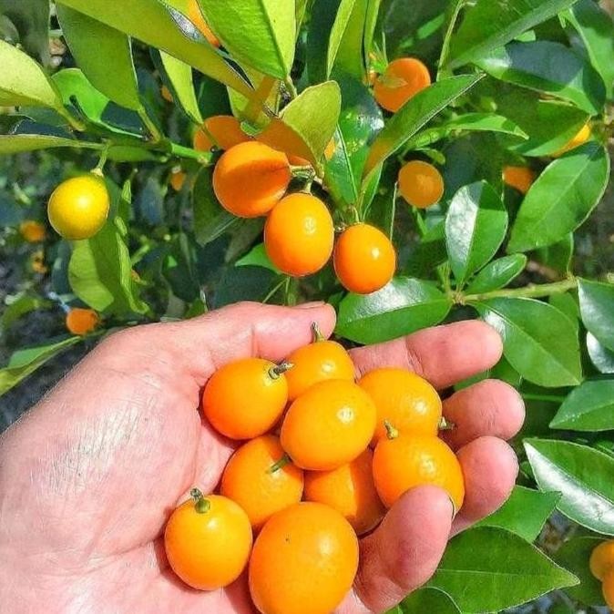 

tanaman bibit jeruk tongheng kulit dan buah bisa di konsumsi (berbuah) FRESS