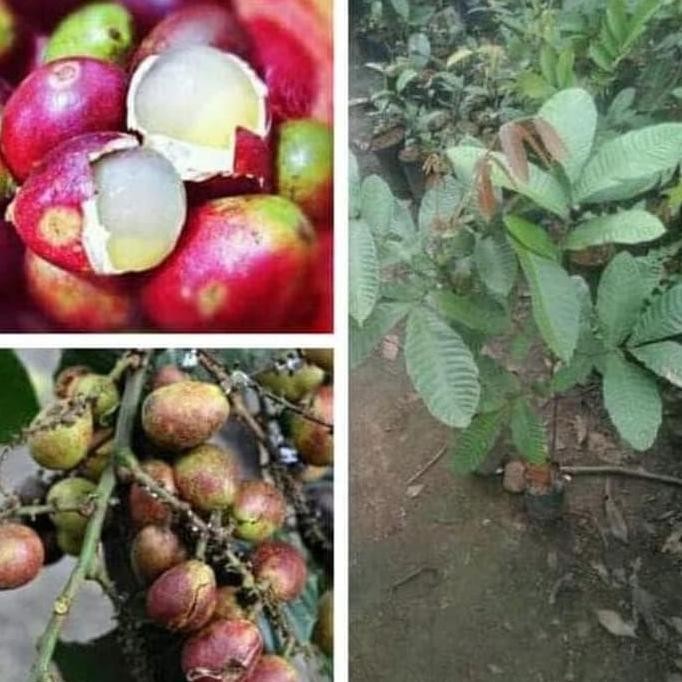 Bibit Buah Matoa Merah Asli Papua / Bibit Tanaman Matoa Merah FRESS