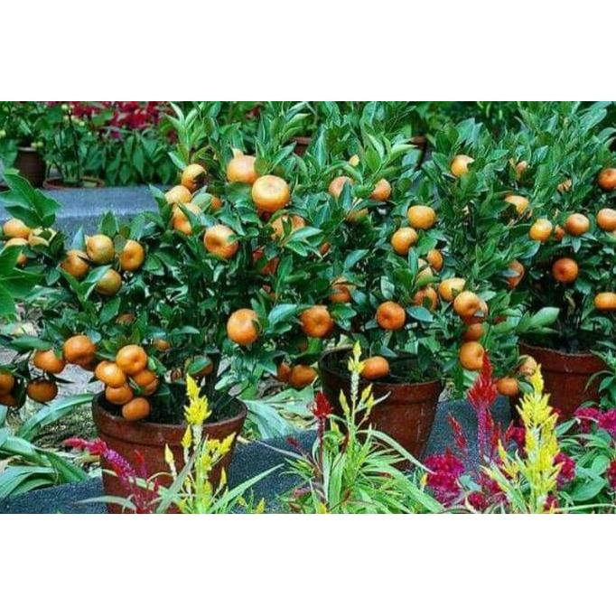 

Bibit Tanaman Buah jeruk Imlek FRESS