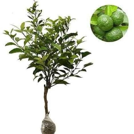 

Bibit Tanaman Buah Jeruk Sambal / Jeruk Limau Leemo (Sudah Berbuah) FRESS