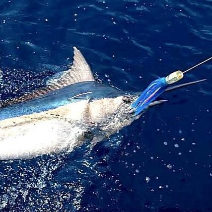 Konahead Thriump Premium Konahead Uv Glow Umpan Marlin Dan Pelagic Trolling Lure