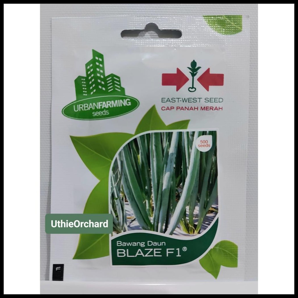 BENIH PANAH MERAH - DAUN BAWANG BLAZE F1