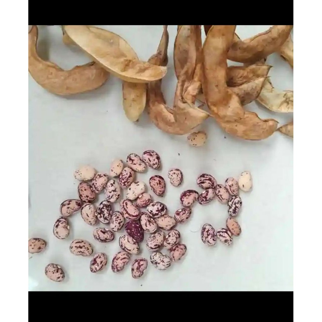 

Benih sayur kacang kara koro/kacang roay isi-5-biji