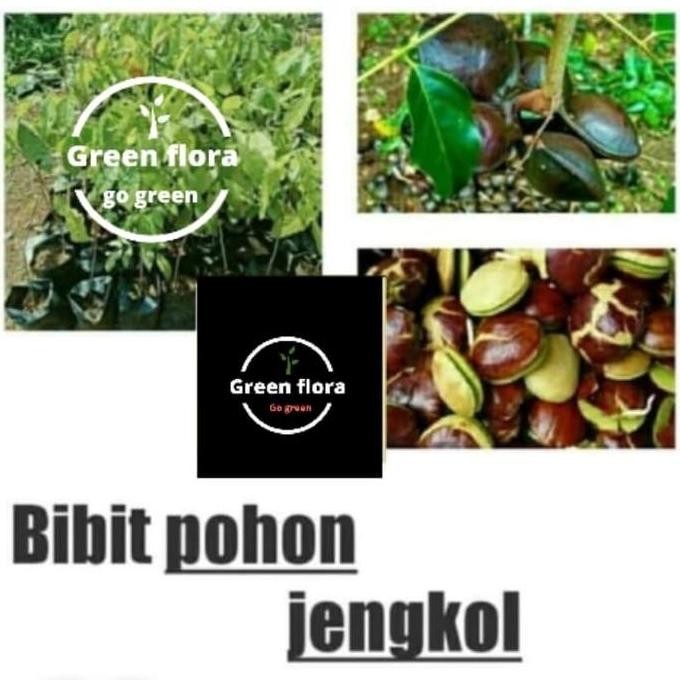 bibit pohon jengkol-pohon buah jengkol-tanaman jengkol FRESS
