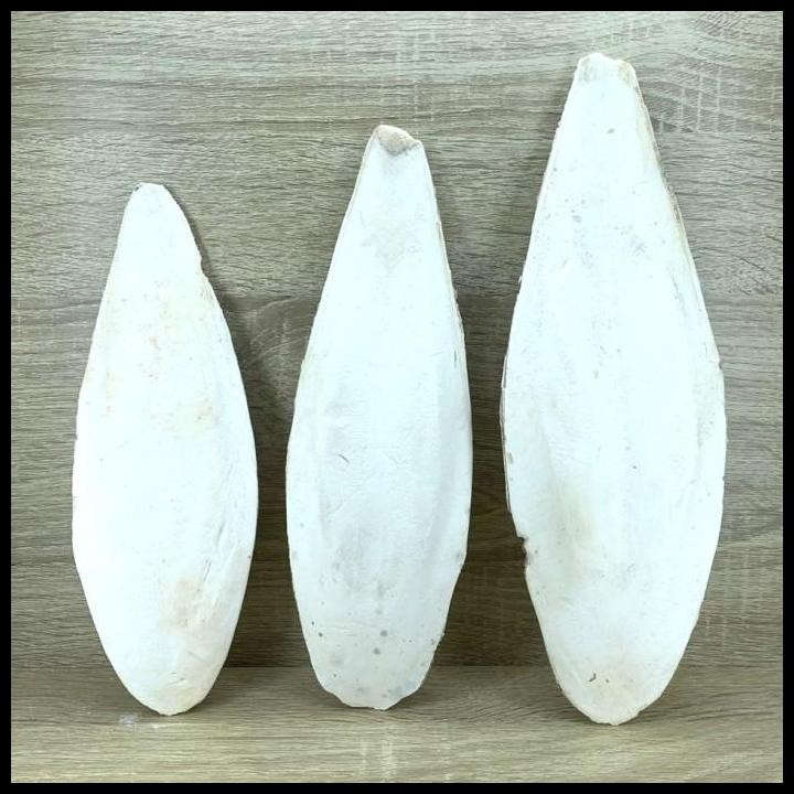 

Tulang Sotong Super Bersih Cuttlefish Bone Tulang Sotong Asinan Burung