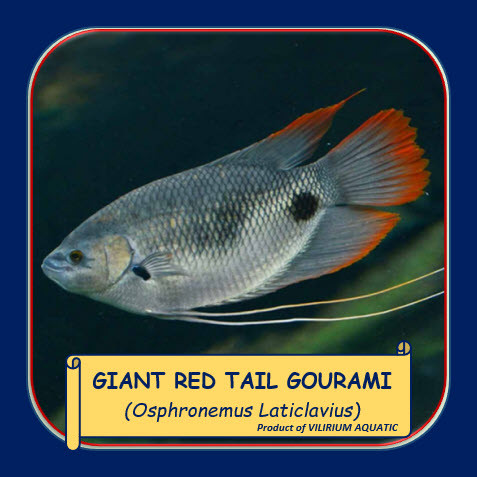 IKAN HIAS AIR TAWAR - GURAME SABAH / GIANT RED TAIL GOURAMI / OSPHRONEMUS LATICLAVIUS - 4Inch(±15-16
