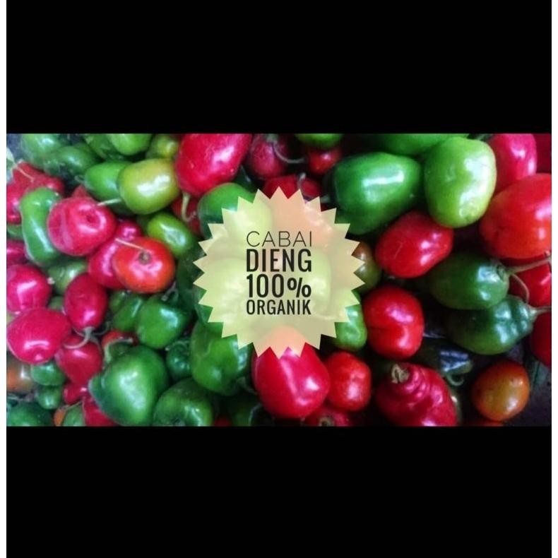 

Simplicity Cabe Gendot Organik Dieng 1 Kg (Harga Promo,Rusak Kami Ganti !)