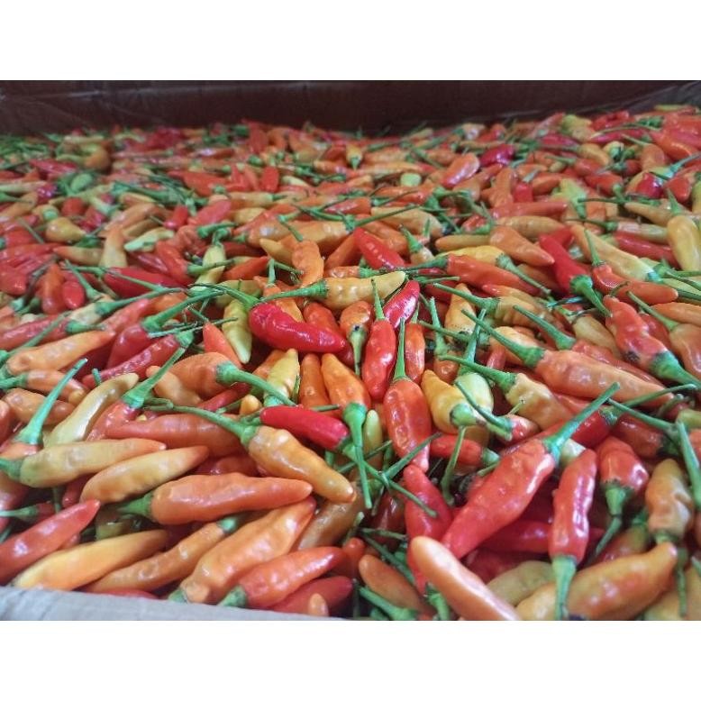 

Segera Cabe Rawit Merah Ori / Cabai Rawit Merah 500 Gr Super