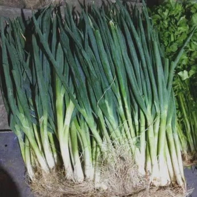 

daun bawah saledri segar murah