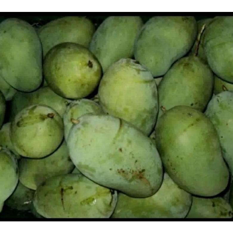 

Keuntungan Pencit Mangga Muda Fresh