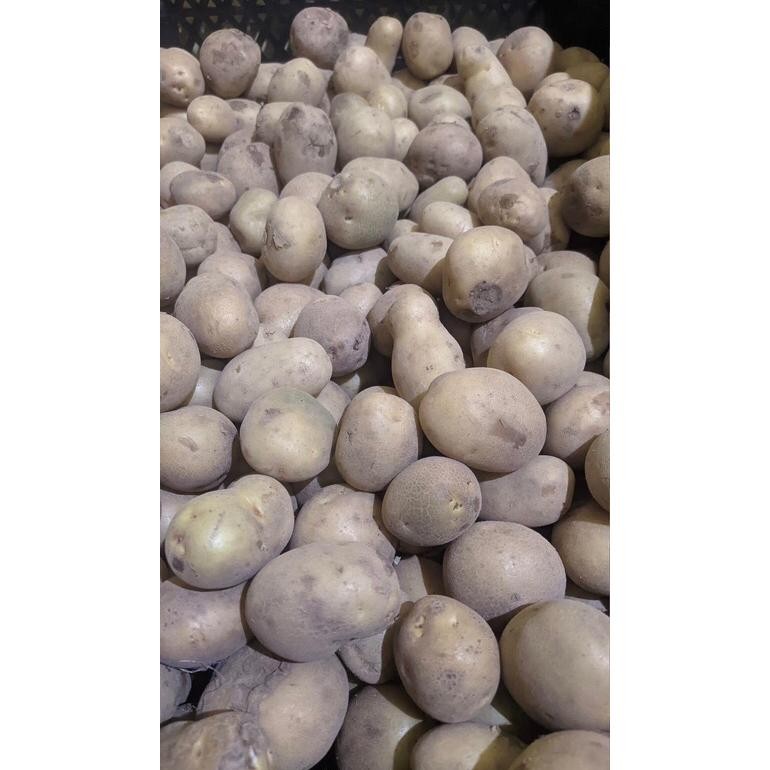 

Wajib Miliki Kentang Dieng Super 1Kg