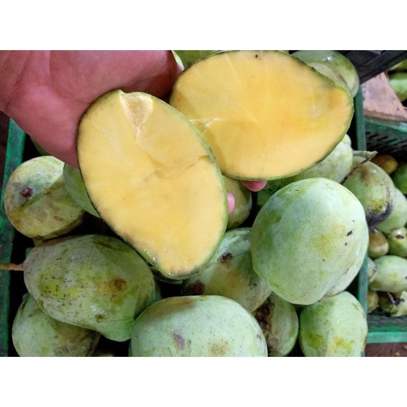Waktu Terbatas Buah Mangga Indramayu 1 Kg Matang Mengkel Mentah Mangga Rujakan Petis Murah Harga Per
