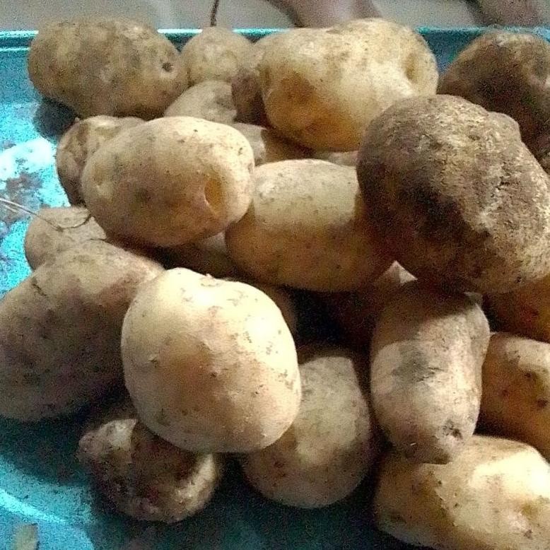 

Terbaru Kentang Granola/Sayur Ukuran Cd Siomay