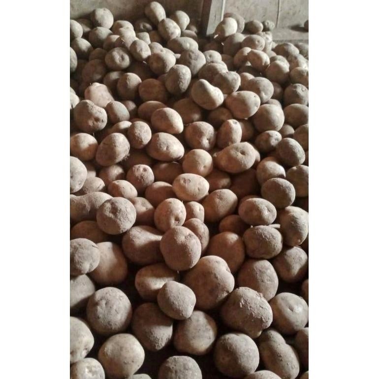

Premium Kentang Segar [ Ukuran Kecil ] 1 Kg