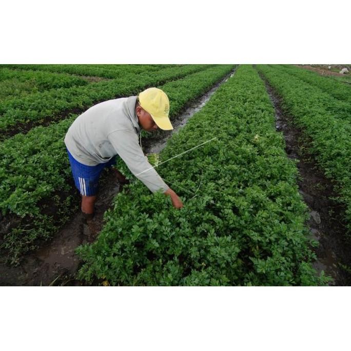 

Inspiratif Seledri Fresh (Harga Per @100Gr) - Bakoel Sayur Online