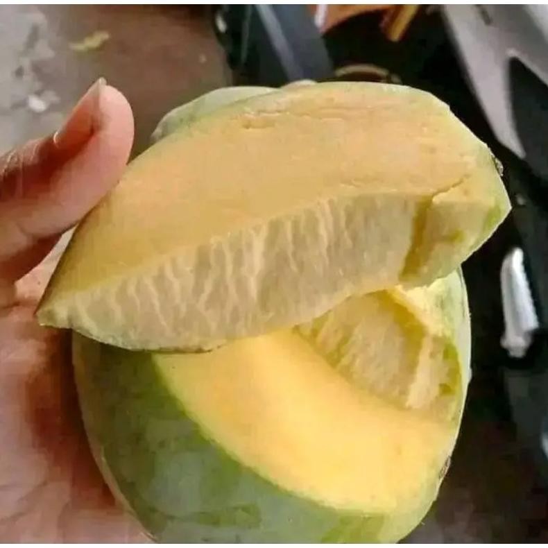 

Terbatas Mangga Indramayu Mengkel Tua Dan Muda Harga 1Kg