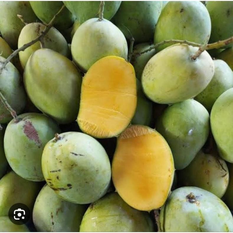 

Mampu Bersaing Ready Mangga Dermayu/ Mangga Kopek/ Mangga Cengkir 1Kg Dikirim Mentah