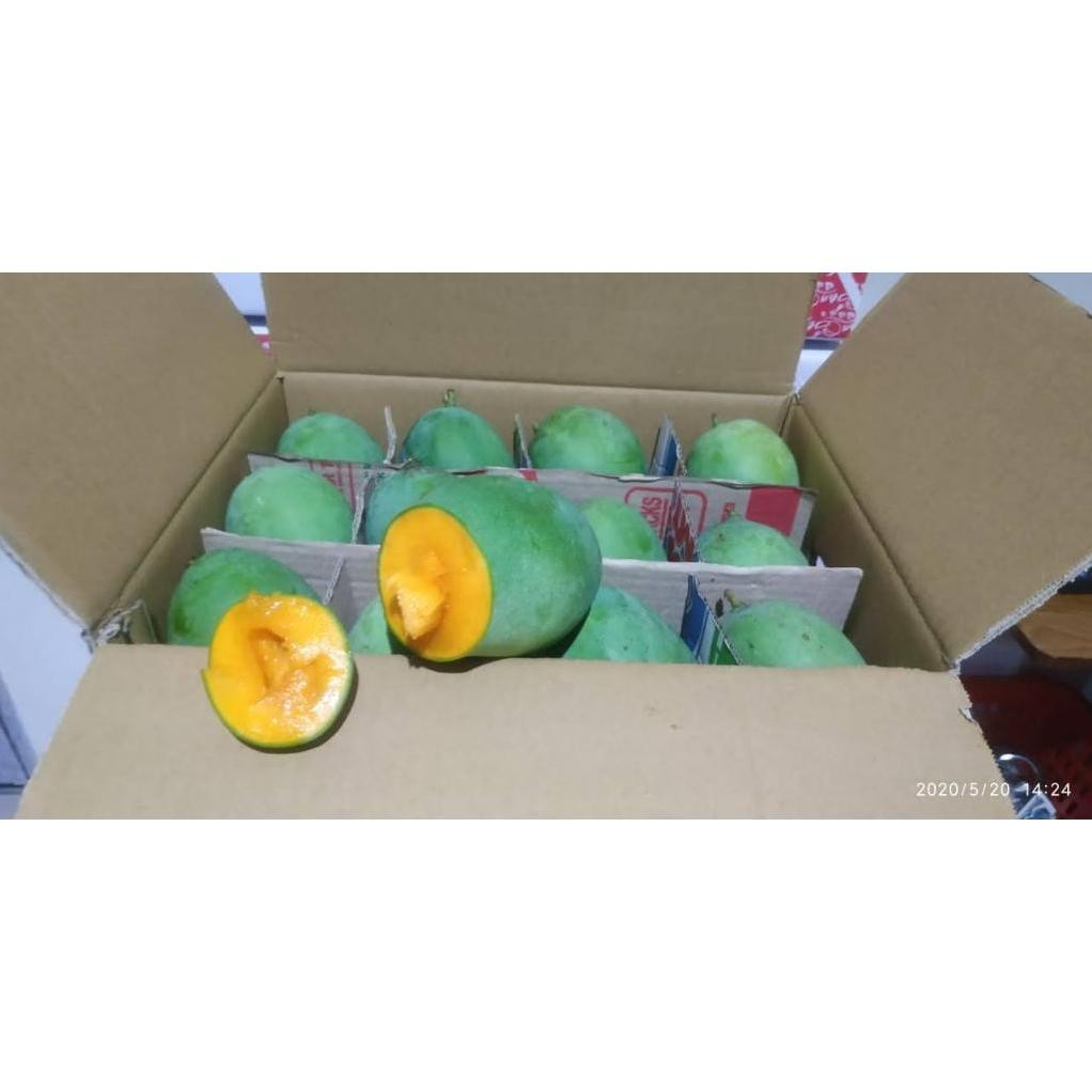 

Revolusioner Mangga Gadung/Harummanis 1Kg Kondisi Tua Pohon Ketuaan 85%++ Bisa Diperam Dimatangkan