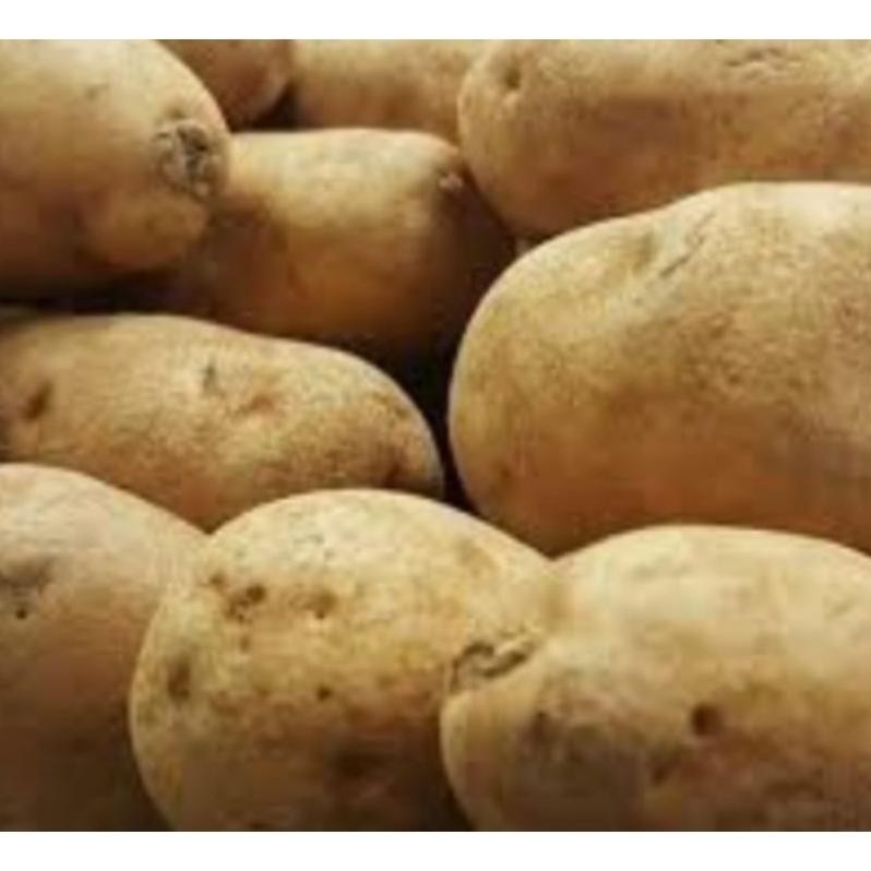 

Satisfaction Kentang Kuning Besar