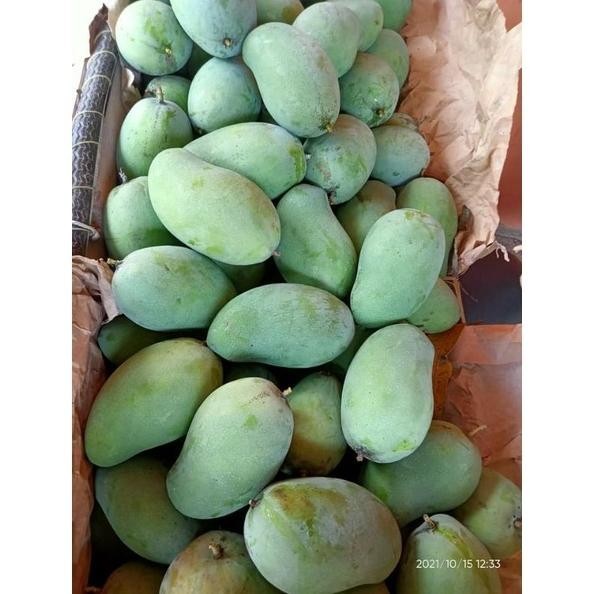 

Efisien Mangga Harumanis Matang Tua Pohon 1Kg
