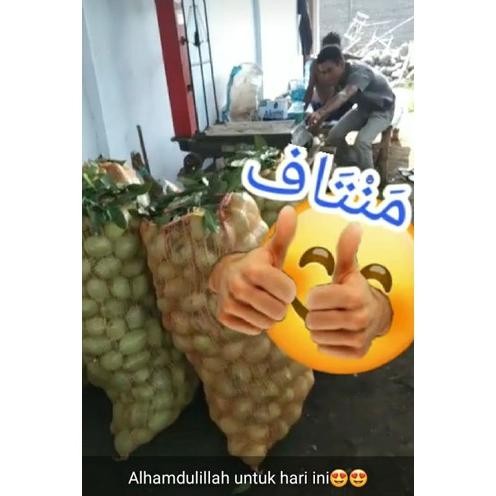 

Diskon Buah Mangga Manalagi Mentah.1 Kg