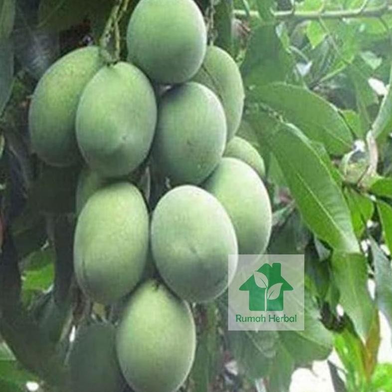 

Rekomendasi Buah Mangga Muda / Mangga Pencit/ Mangga Rujak Fresh Berat 1 Kg